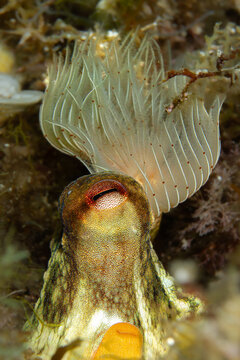 Deep Sea Encounter: A Common Octopus (Octopus vulgaris) observing a Mediterranean Fanworm (Sabella spallanzanii), Tamariu, Spain