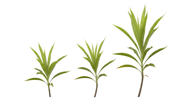 Three green plants with varying leaf sizes and stems against a transparent background