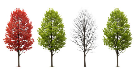 Fototapeta premium Four trees in different seasons on a transparent background, viewed from the side.