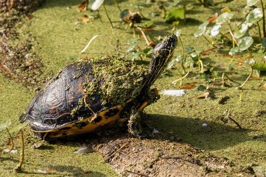 Algae-covered freshwater turtle basking in duckweed marsh in Florida wetland