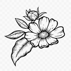 Obraz premium Black and white hand drawn floral illustration in vintage engraving style. Botanical flower with leaves isolated on transparent background. Decorative line art for print, logo and design use.