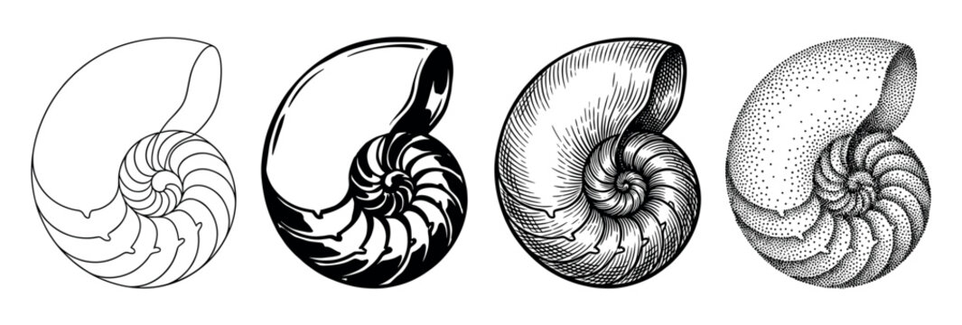 Four nautilus shell illustrations showing different artistic techniques from simple line art and silhouette to detailed engraving and stippling, demonstrating a graphic design progression