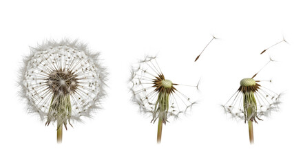 Dandelion seeds dispersing in the air with transparent background showing stages of dispersion