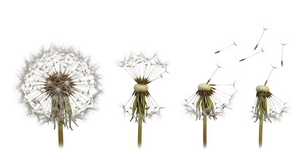 Dandelion flowers dispersing seeds in the air with transparent background