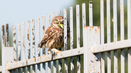 bird on fence