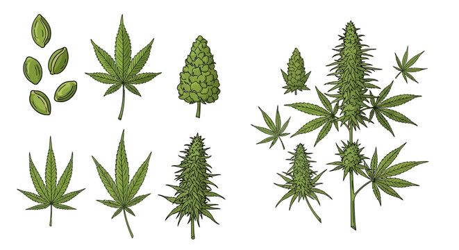 Detailed botanical illustration of various cannabis plant parts and buds