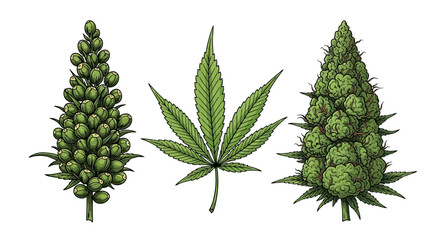 Vintage botanical illustration of three cannabis plant variations © Proma