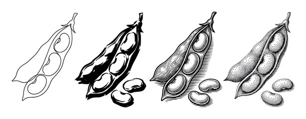 Set of four bean pod illustrations showing different artistic styles including line art, silhouette, vintage engraving, and detailed stippling for botanical concepts