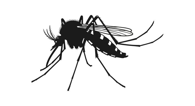 Black and white illustration of a mosquito viewed from a side angle