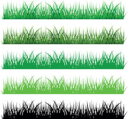 Green Grass. Grass isolated on white background, vector illustration