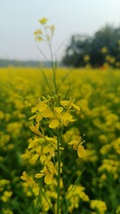 Obraz premium A vibrant field of yellow flowers under a clear blue sky with trees in the distance