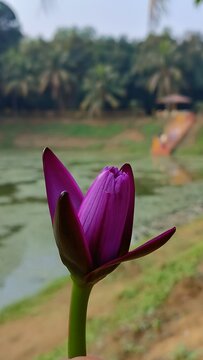 A vibrant purple flower stands out against a serene natural backdrop of water and trees