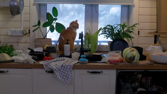 Ginger domestic cat sitting by kitchen window near black sink and looking outside while messy countertop with dishes and kitchen items surrounds it. Realistic everyday home life and pet in messy kitch