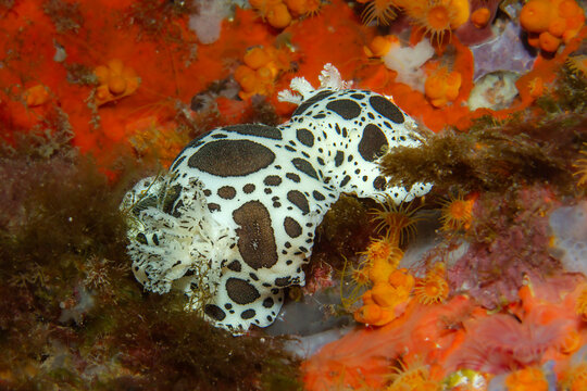 Marine Leopard: A Dotted Sea Slug (Peltodoris atromaculata) on a colorful reef background, Tamariu, Spain