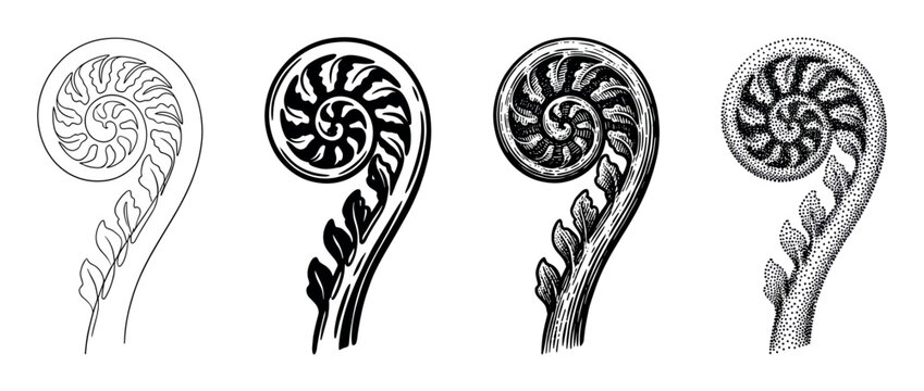 Four black and white fern fiddlehead illustrations showing different artistic techniques from simple line art and silhouette to detailed engraving and stippling styles in a row