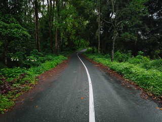 Obraz premium Wet asphalt road winding through lush green forest