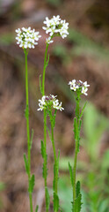 Arabis grows in nature, a genus of flowering plants in the cabbage family (Brassicaceae).