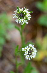 Arabis grows in nature, a genus of flowering plants in the cabbage family (Brassicaceae).