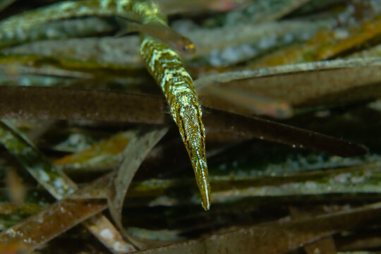 Seagrass Mimicry: A Broad-nosed Pipefish (Syngnathus typhle rondeleti) blending perfectly with Posidonia leaves, Tamariu, Spain