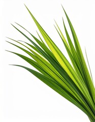 Fototapeta premium Fresh Green Grass Blades with Sunlight on White Background