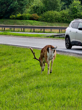 Two fallow deer standing by the metal fence of a highway. Warning of wild animals on the road. Infrastructure and nature interaction.