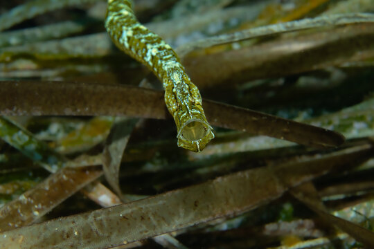 Silent Hunter &ndash; Syngnathus typhle rondeleti in Seagrass