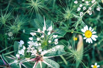 Top view of wild white daisies and prickly thistle plants growing in a green meadow.