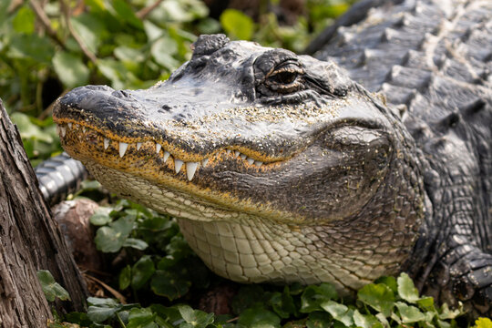 Close-up portrait of American alligator resting on wetland vegetation
