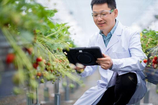 Scientist collecting data on strawberry cultivation in a greenhouse using a tablet device