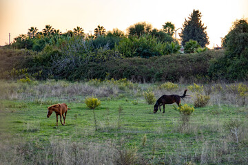 Naklejka premium Two horses grazing in a lush green meadow at sunset. Scenic rural landscape with palm trees and bushes in the warm evening light. Peaceful animal life in Mediterranean Turkey, Antalya.