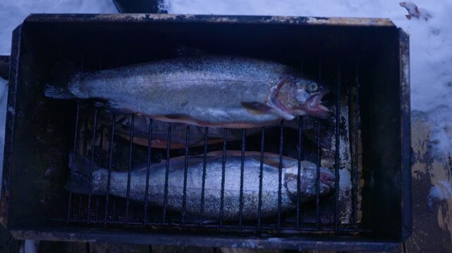 Fresh whole fish placed on grill rack inside metal smoker outdoors in winter. Preparing for hot smoking process in snowy conditions. Traditional outdoor cooking and fish preservation concept