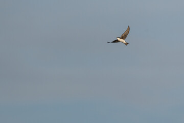 Tree swallow in flight against blue sky with large copy space