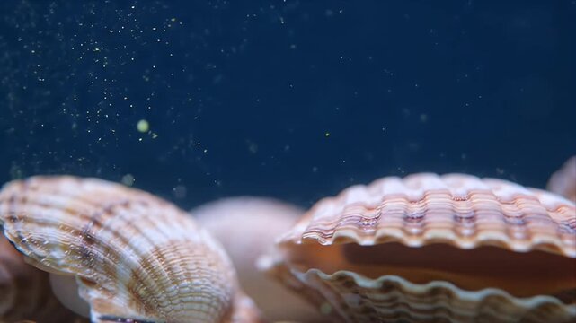 Close up of an open scallop shell revealing its delicate interior set against a dark blue background with floating