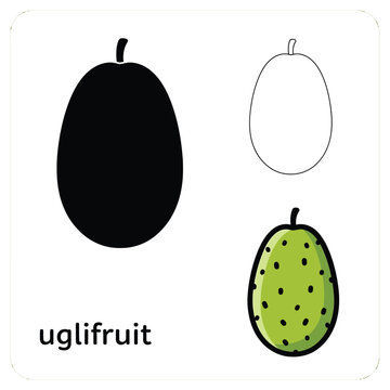 Uglifruit hand drawn doodle fruit set with silhouette, outline and colored versions