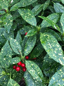 Japanese Laural Aucuba japonica 'Variegata'