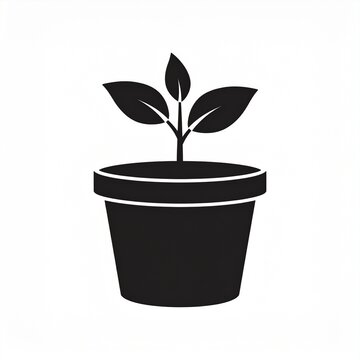 Young green plant sprouting in black pot isolated on white background growth concept