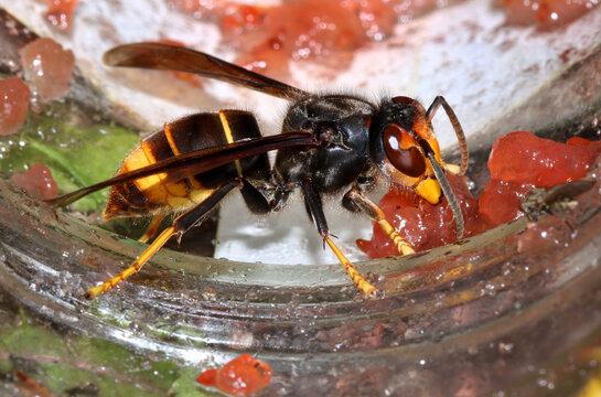 Asiatische Hornisse, Vespula velutina, Arbeiterin, in einem Marmeladenglas fressend, Erstbeobachtung in Arnsberg am 8. Oktober 2024, Deutschland, Nordrhein-Westfalen