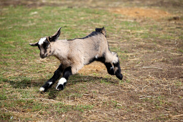 A small goat kid walks across a green lawn in natural daylight.