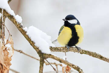 Fototapeta premium Great tit bird closeup in winter season ( Parus major ) 