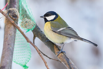 Great tit bird eating seeds from bird feeders in winter season ( Parus major )