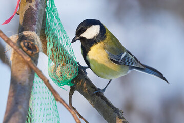 Great tit bird eating seeds from bird feeders in winter season ( Parus major )