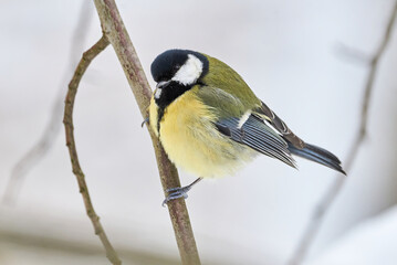Great tit bird closeup in winter season ( Parus major )	