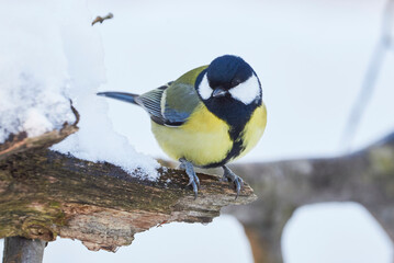Great tit bird closeup in winter season ( Parus major )	