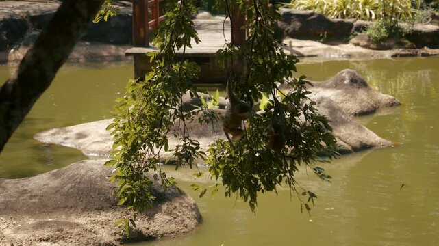Monkey jumping and swinging on tree branch over pond