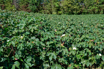 Cotton field starting to bloom