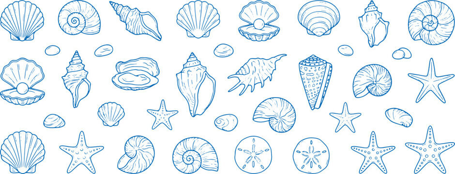 Collection of various ocean shells and starfish in blue line art on white background for coastal designs