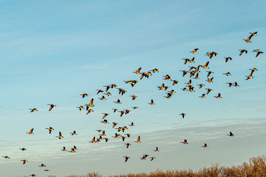 The scenic sunset views of Ada Hayden Heritage Park is a haven for wildlife of all kinds, including migratory birds in Ames, Iowa.