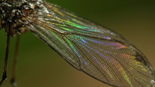 Iridescent dragonfly wing close-up with rainbow colors