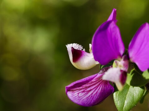 Vibrant Purple Flower (Polygala myrtifolia) in Macro Focus on green background 