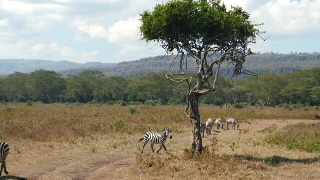 African giraffe walking through grassy plain as a herd of zebras grazes near an acacia tree in vast national park. Serene beauty of african wildlife against hilly rock and shrubs acacia trees